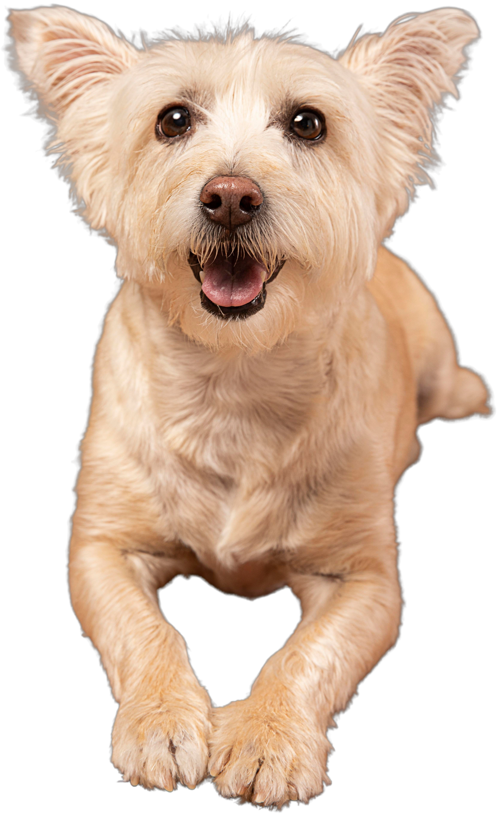 Dog picture